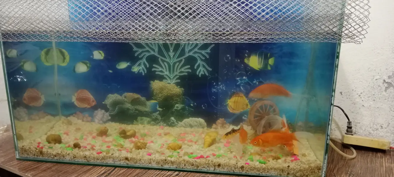 Aqurium tank , Fishes with oxygen cylender — photo 3
