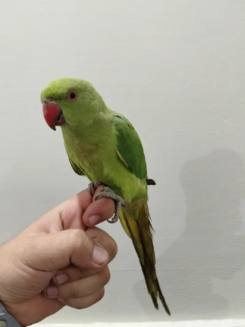 Hand Tame Ringneck Tota for Sale — photo 3