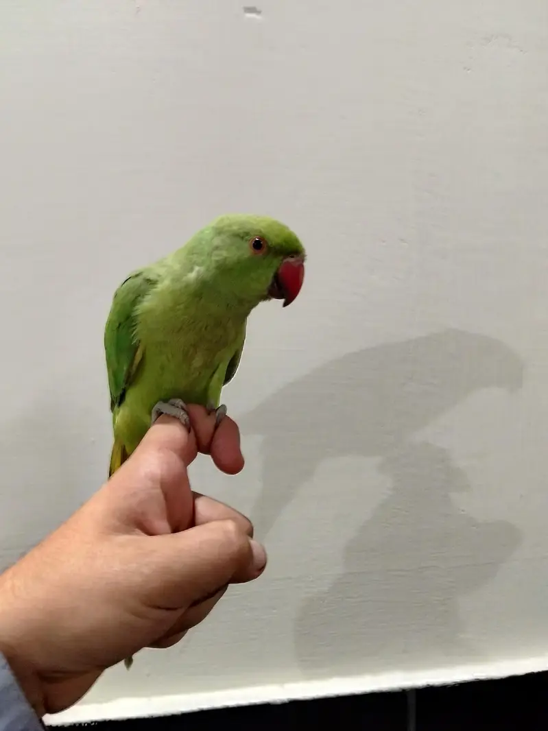 Hand Tame Ringneck Tota for Sale — photo 4