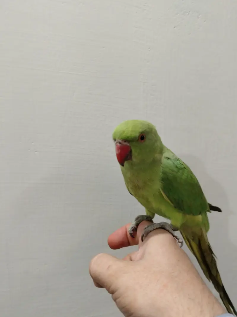 Hand Tame Ringneck Tota for Sale — photo 5