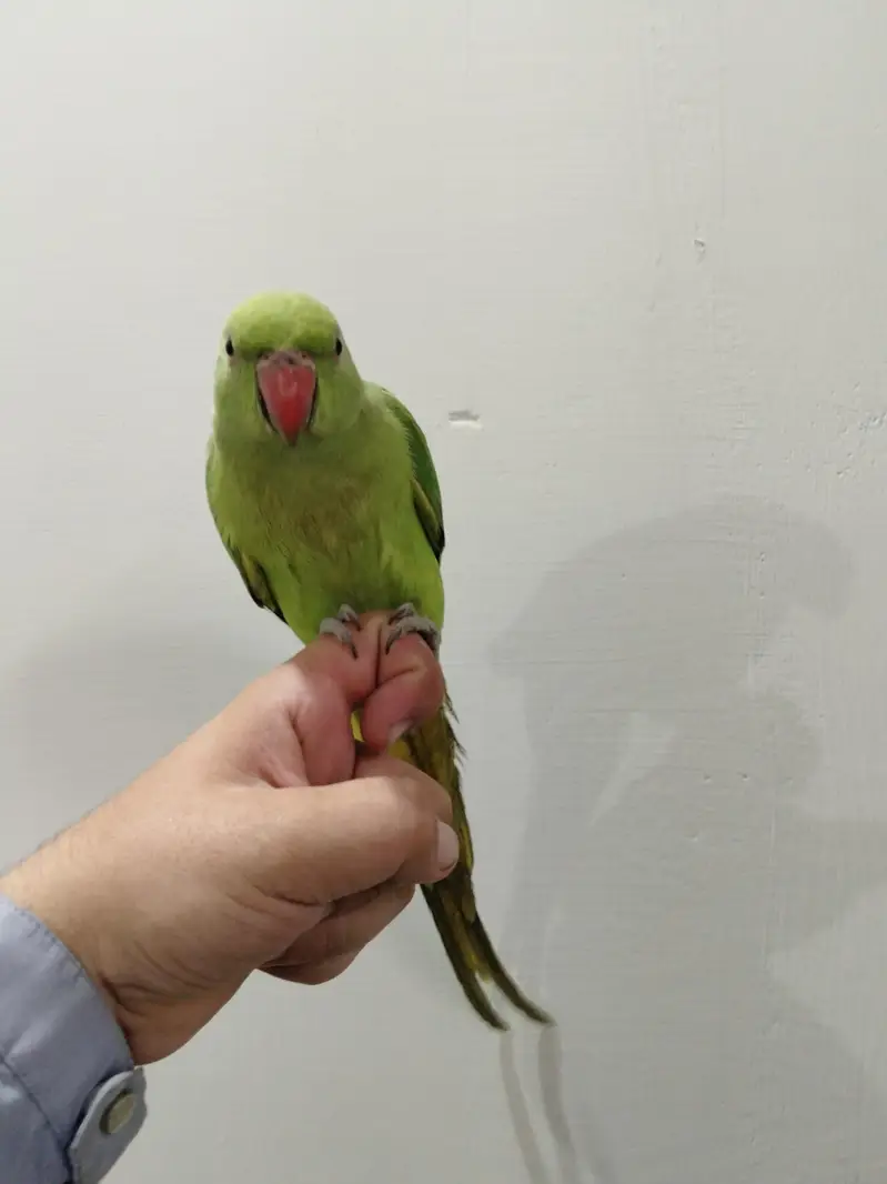 Hand Tame Ringneck Tota for Sale — photo 6
