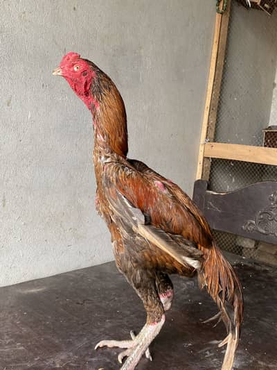 Pakoye hai breed ky liyy hai