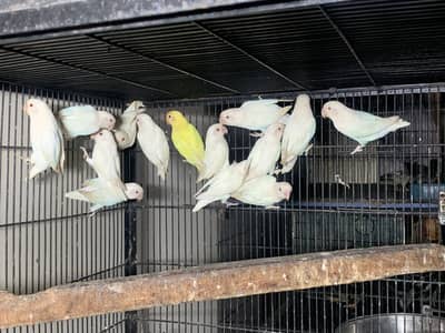 Albino red eyes breeder pairs