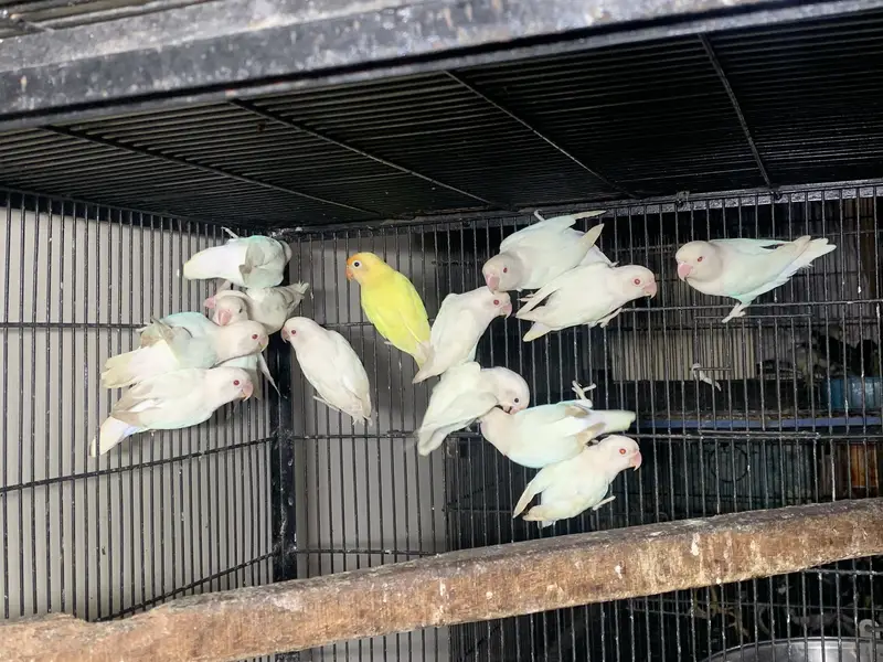 Albino red eyes breeder pairs — photo 2