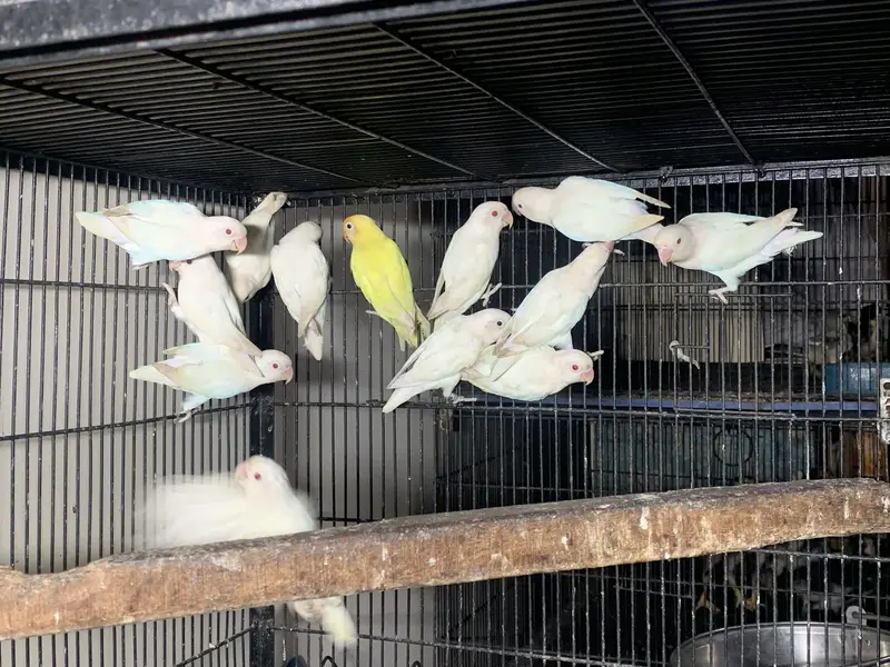 Albino red eyes breeder pairs — photo 3