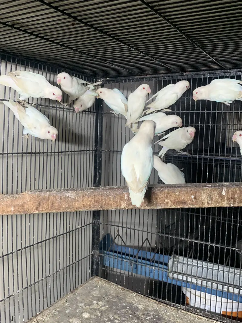 Albino red eyes breeder pairs — photo 4