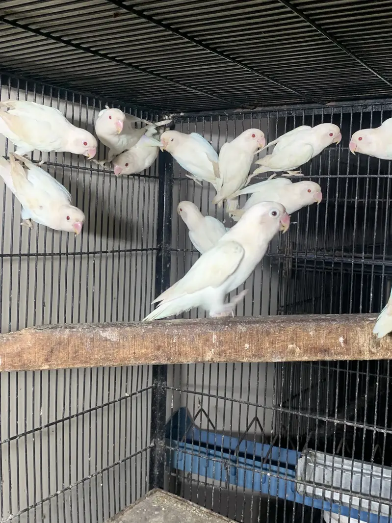 Albino red eyes breeder pairs — photo 5