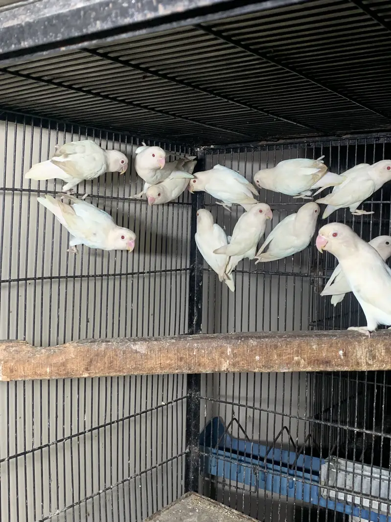 Albino red eyes breeder pairs — photo 6