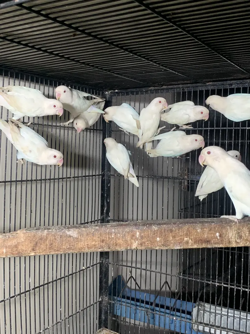Albino red eyes breeder pairs — photo 7