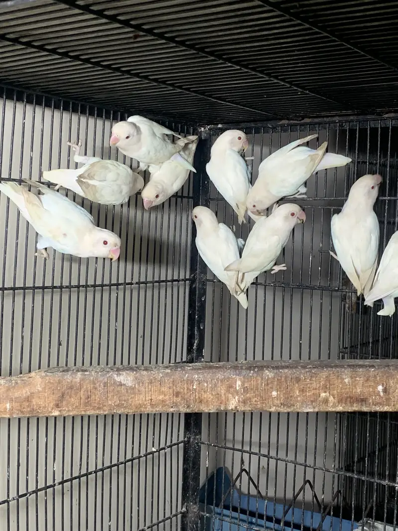 Albino red eyes breeder pairs — photo 8