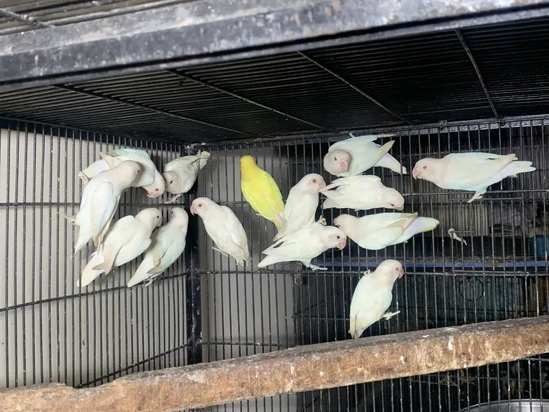 Albino red eyes breeder pairs — photo 9