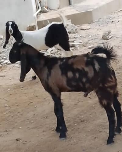 Goat sale pair male, female