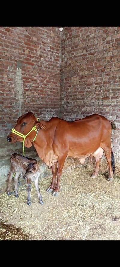 cow cross