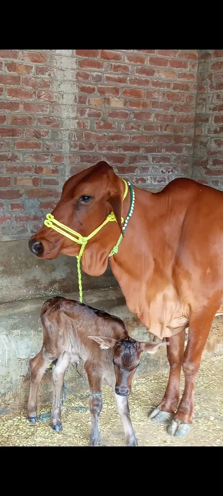 cow cross — photo 2