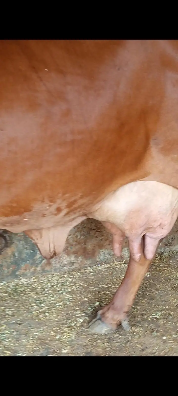 cow cross — photo 3