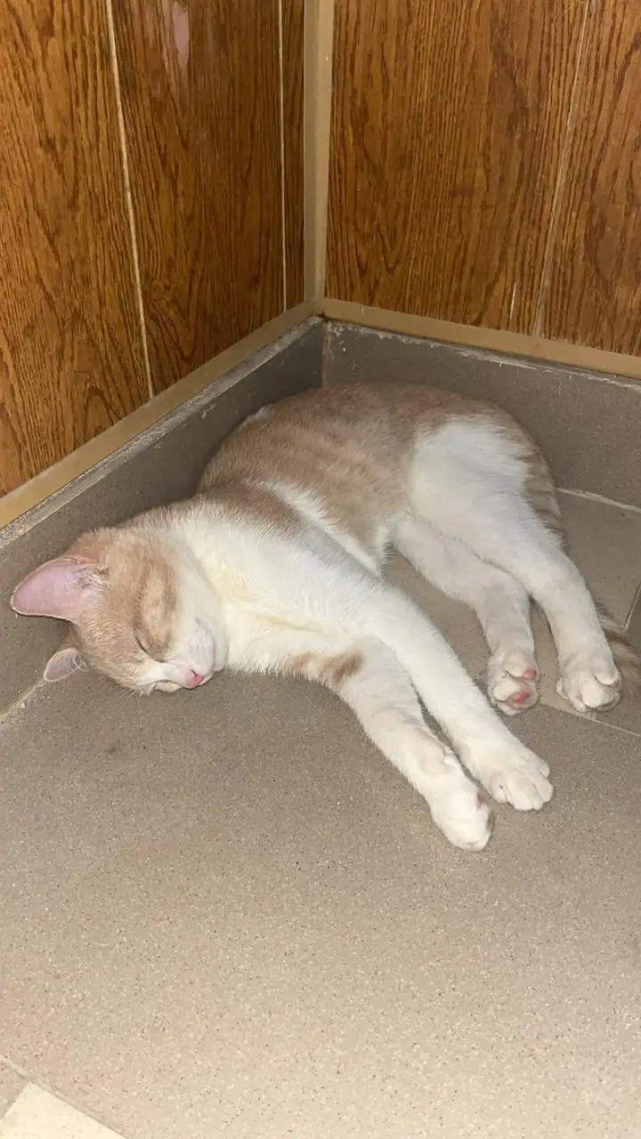 cats available for sale — photo 3