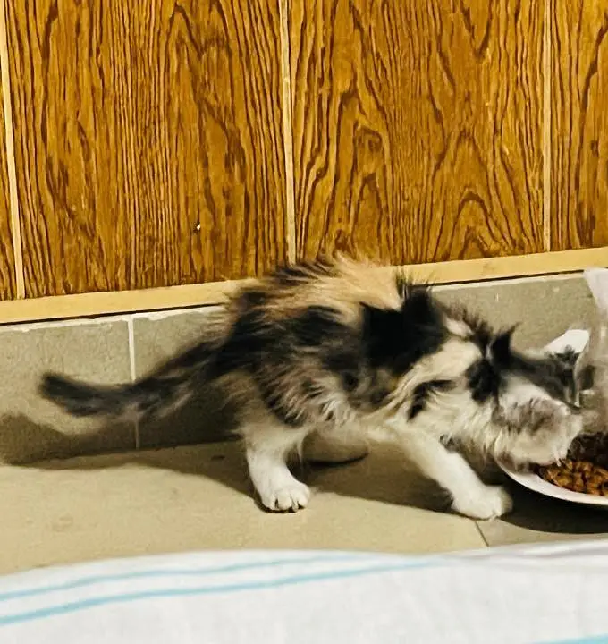 cats available for sale — photo 6