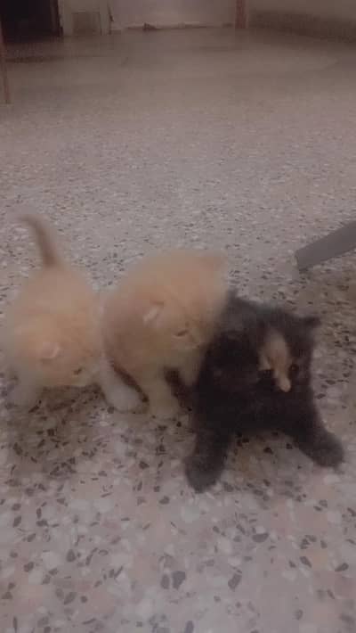 persian cat n kittens for sale