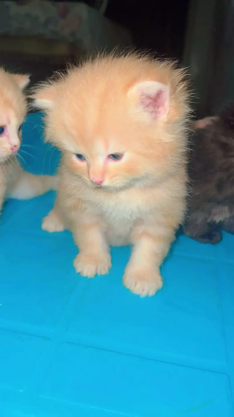 persian cat n kittens for sale — photo 3