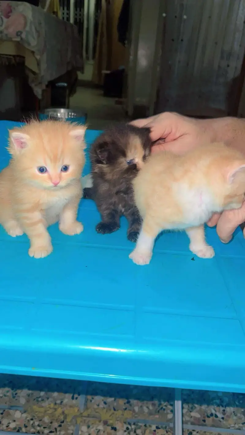 persian cat n kittens for sale — photo 4