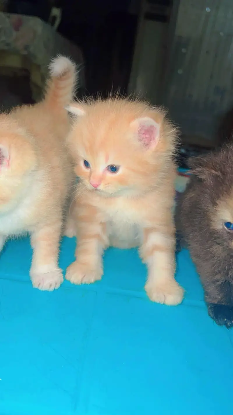 persian cat n kittens for sale — photo 5