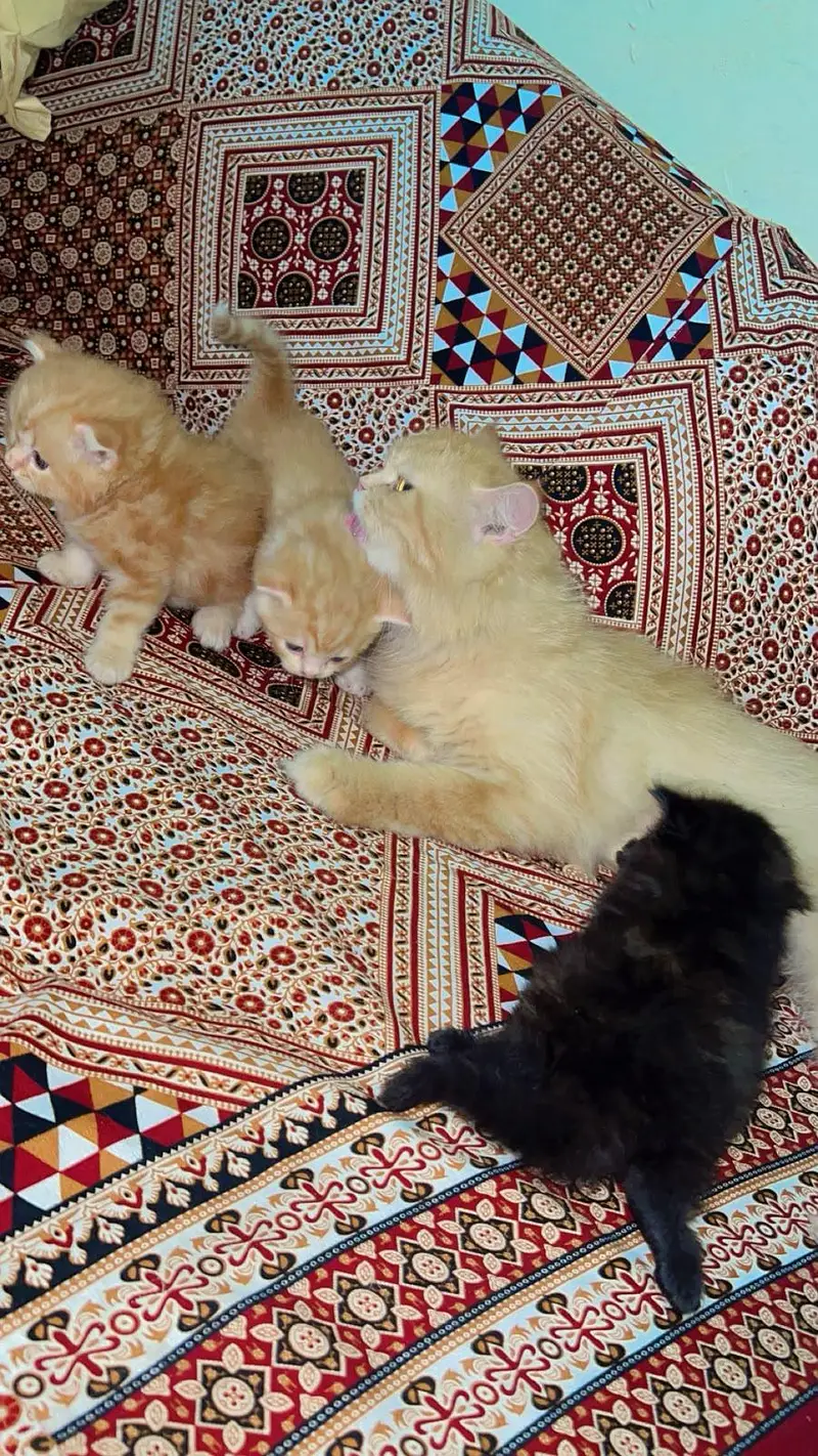persian cat n kittens for sale — photo 6