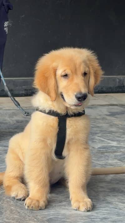 GOLDEN RETRIEVER MALE PEDIGREE