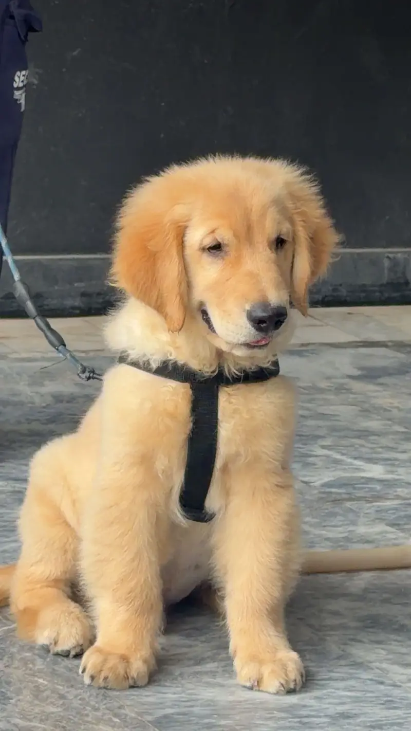 GOLDEN RETRIEVER MALE PEDIGREE