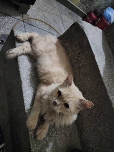 cat for sale I