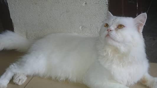 persion cat for sale in good condition