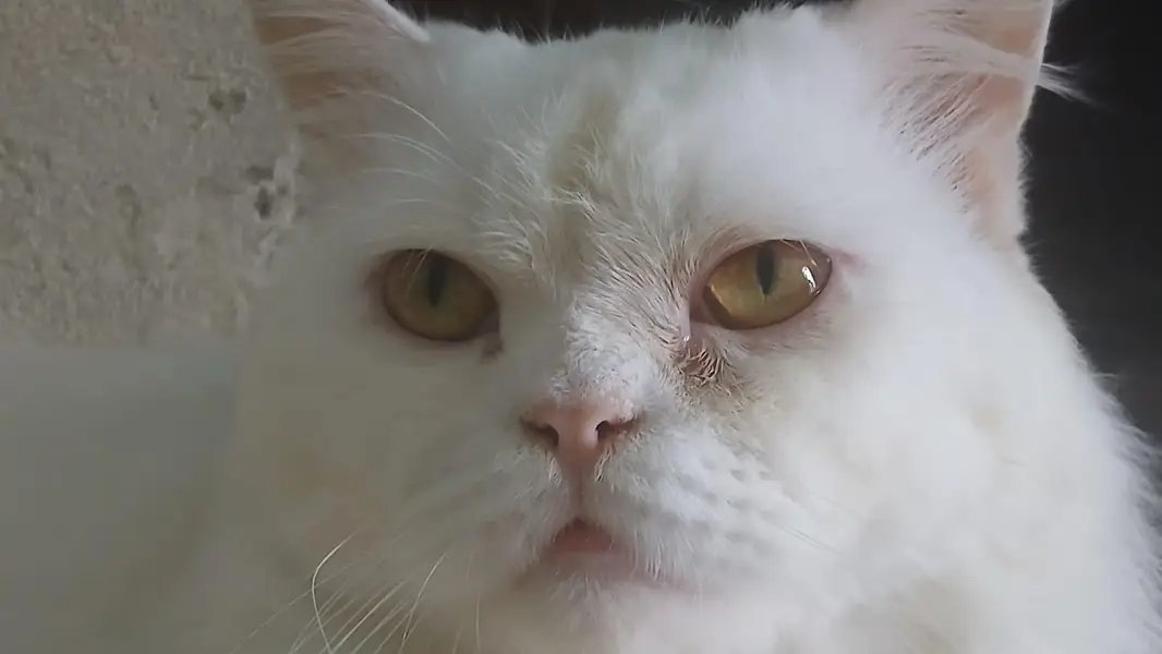 persion cat for sale in good condition — photo 2