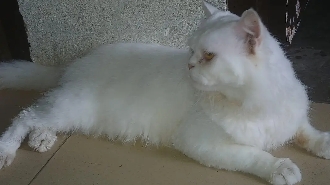 persion cat for sale in good condition — photo 3