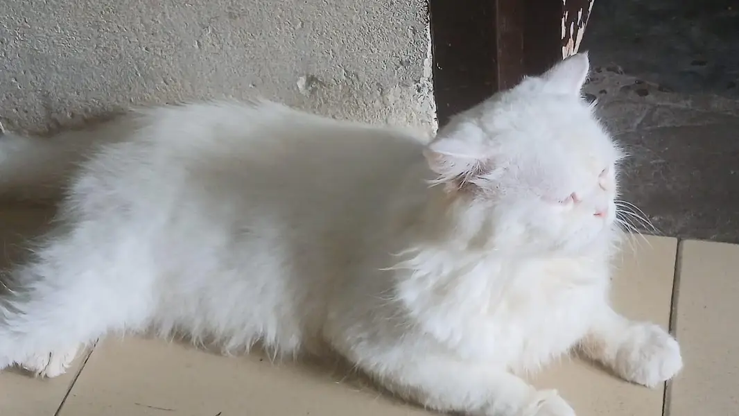 persion cat for sale in good condition — photo 4