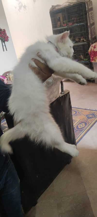 Persion Cat