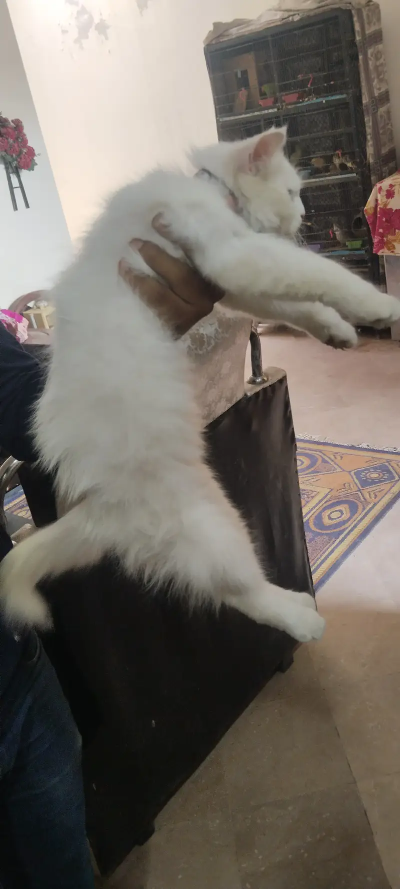 Persion Cat