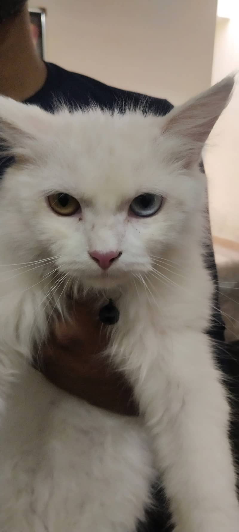Persion Cat 1