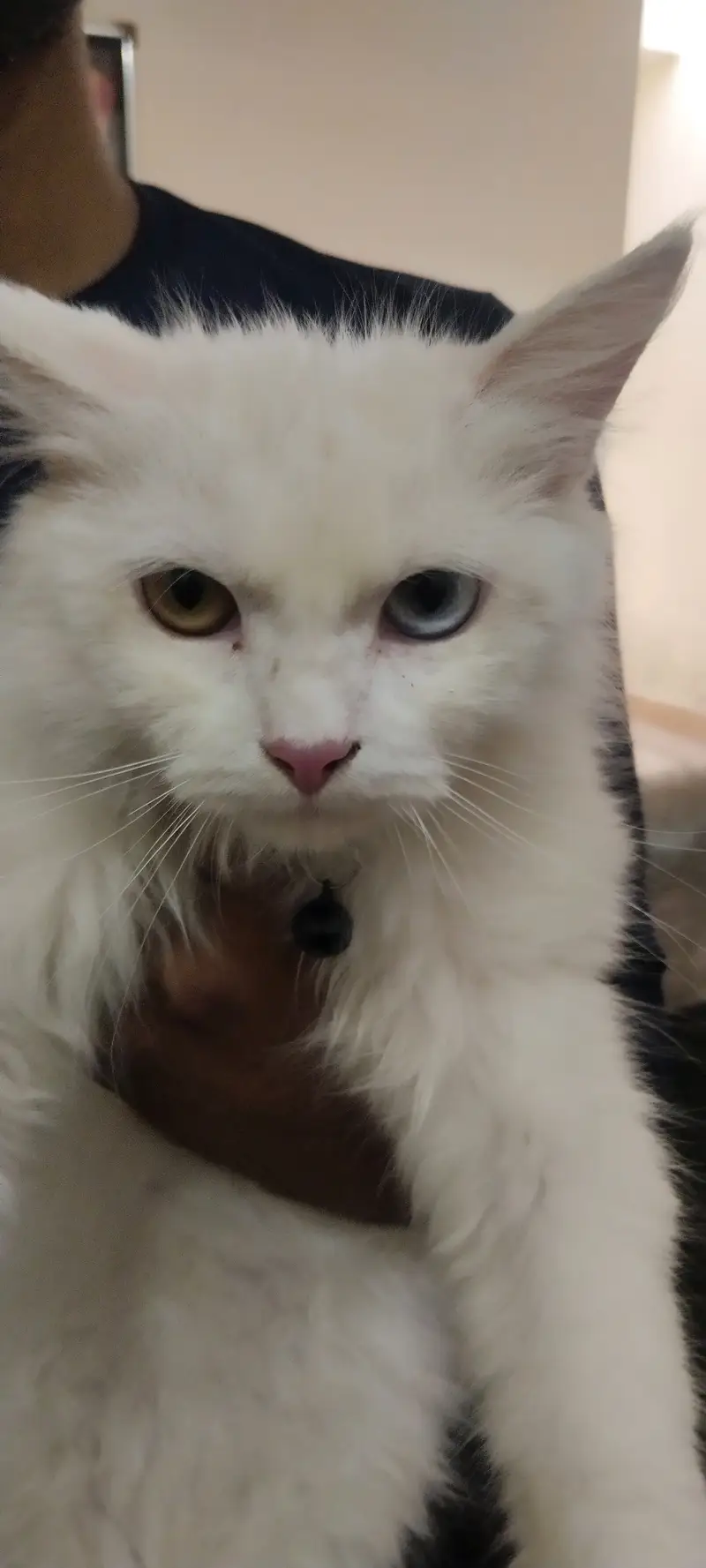 Persion Cat — photo 2