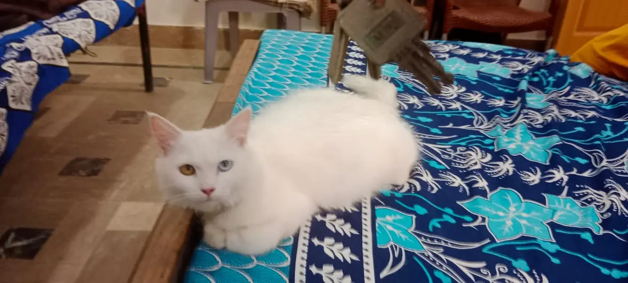 Persion Cat — photo 3