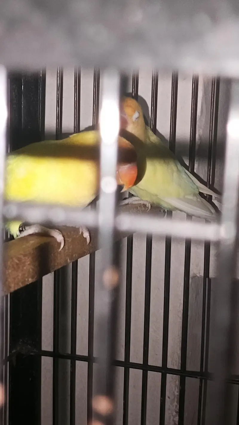 ALL BREEDERES PAIR ALL TO ALL LINE BIRDS