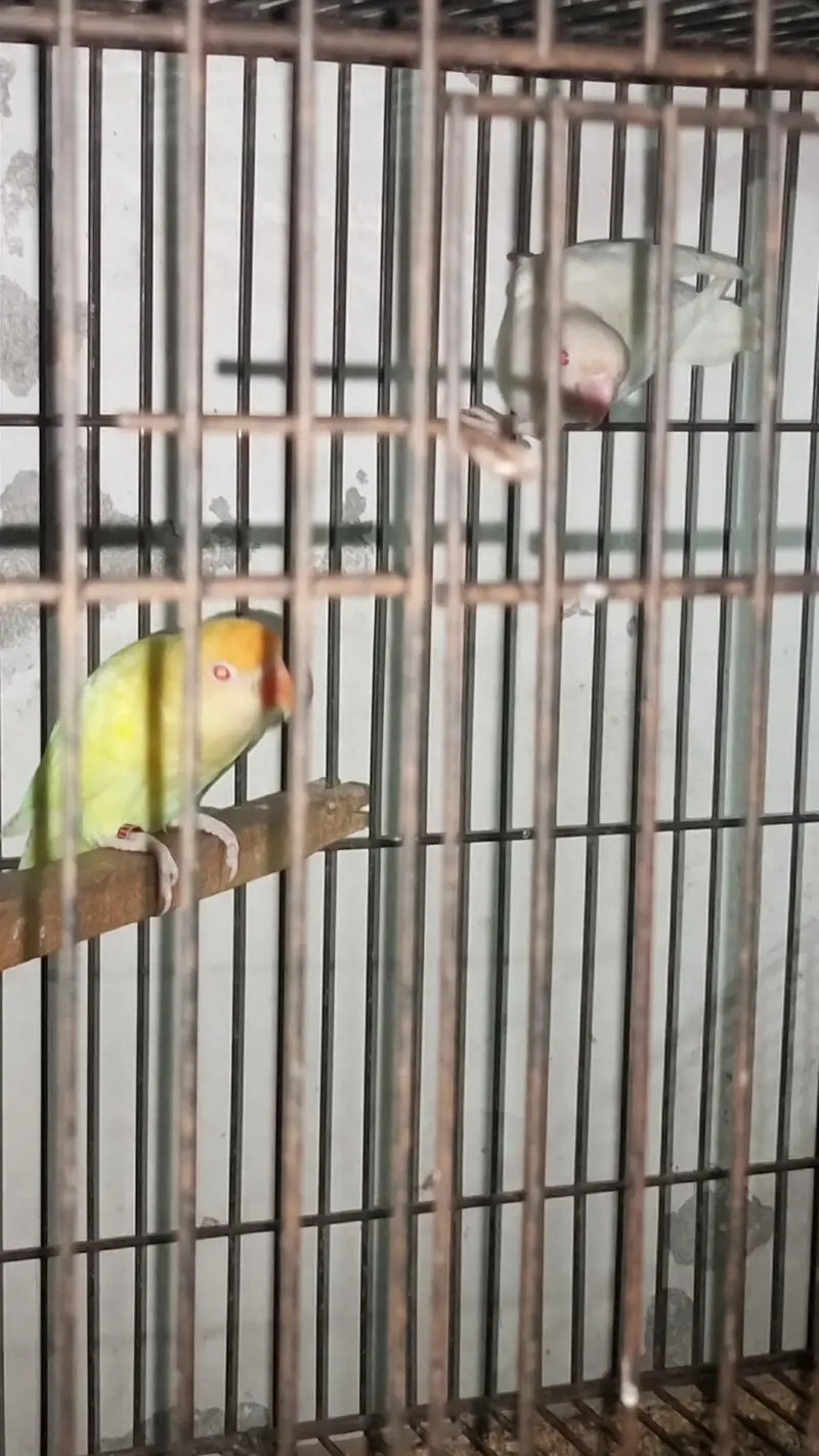ALL BREEDERES PAIR ALL TO ALL LINE BIRDS — photo 4