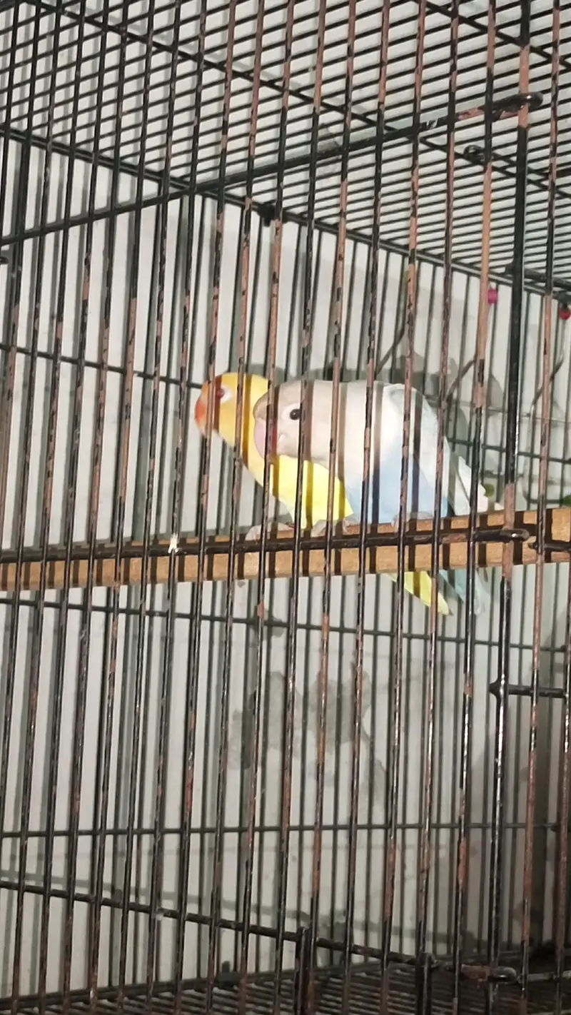 ALL BREEDERES PAIR ALL TO ALL LINE BIRDS — photo 5