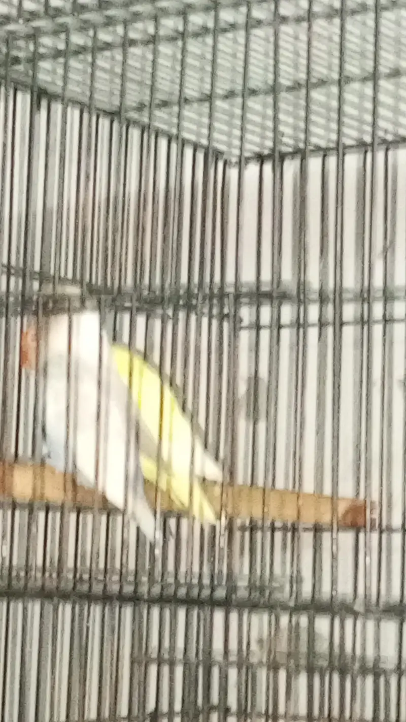 ALL BREEDERES PAIR ALL TO ALL LINE BIRDS — photo 6