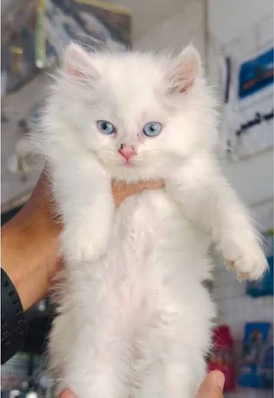 White Persian triple coated blue eyes kitten