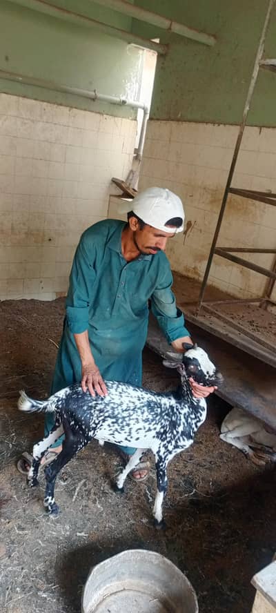 bakra and bakri