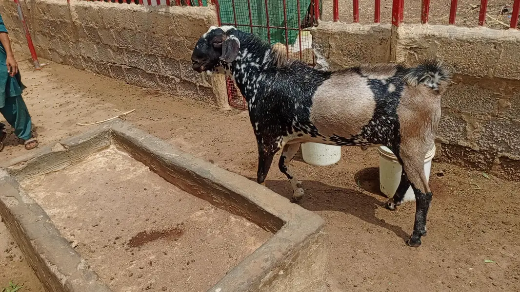 bakra and bakri — photo 3
