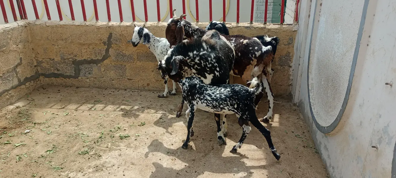 bakra and bakri — photo 4