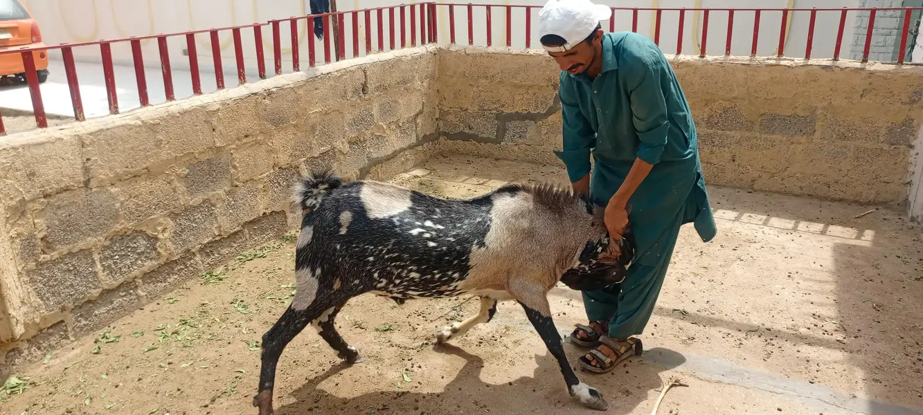 bakra and bakri — photo 5
