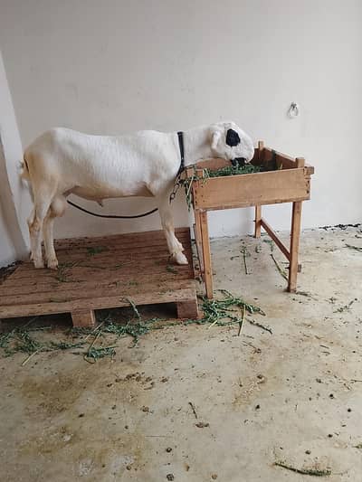 Pura lakha Mundra