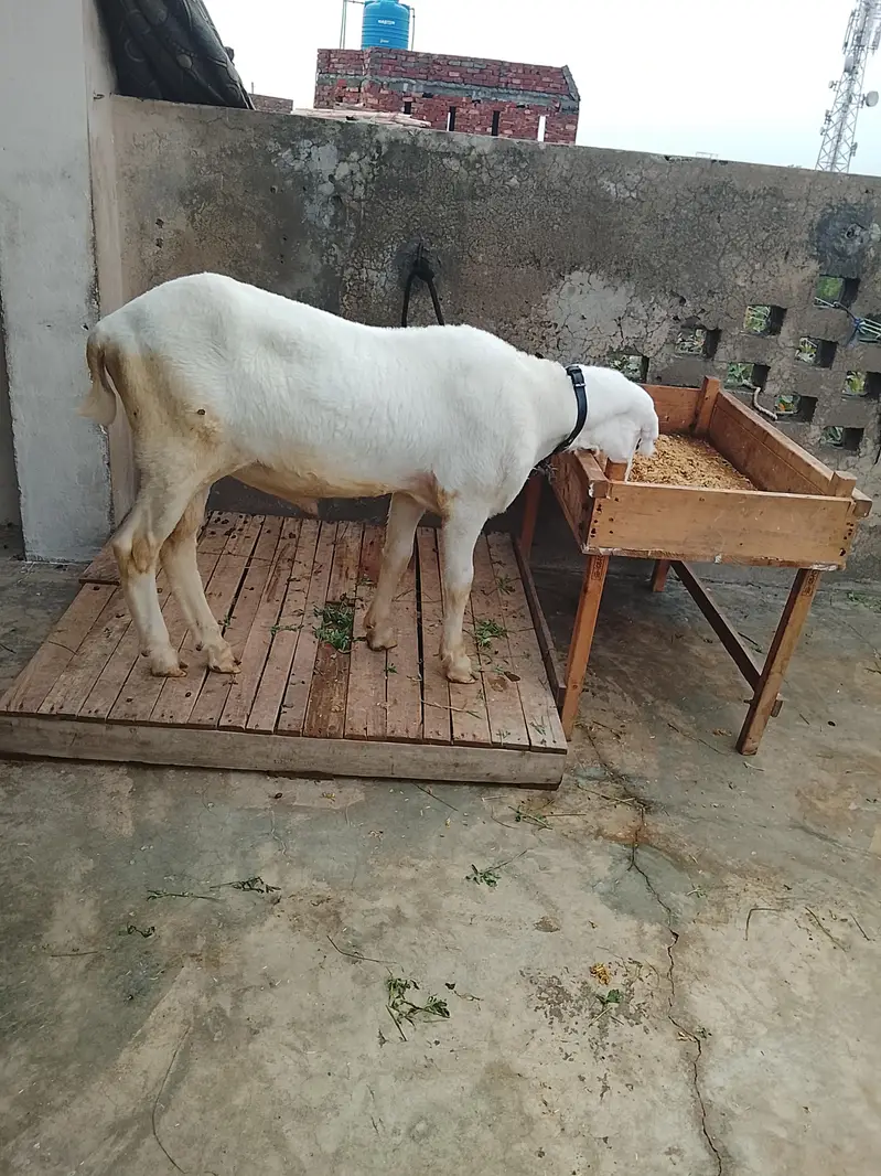 Pura lakha Mundra — photo 2