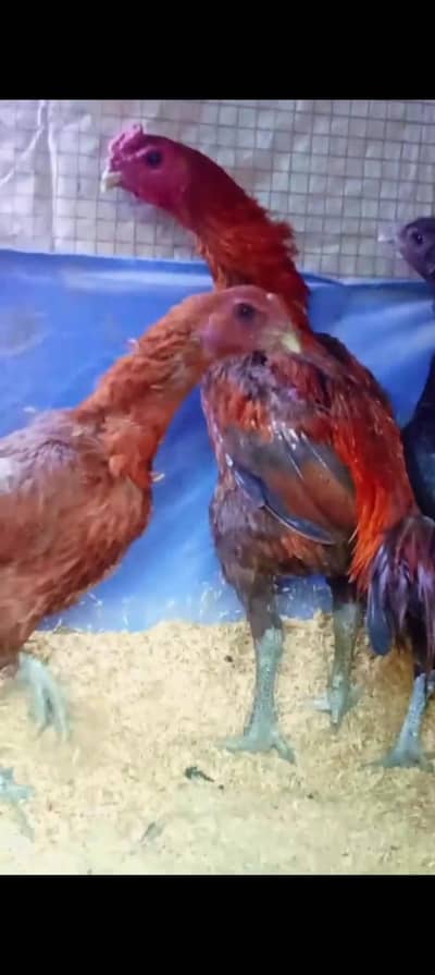 dragon And shamo chicks